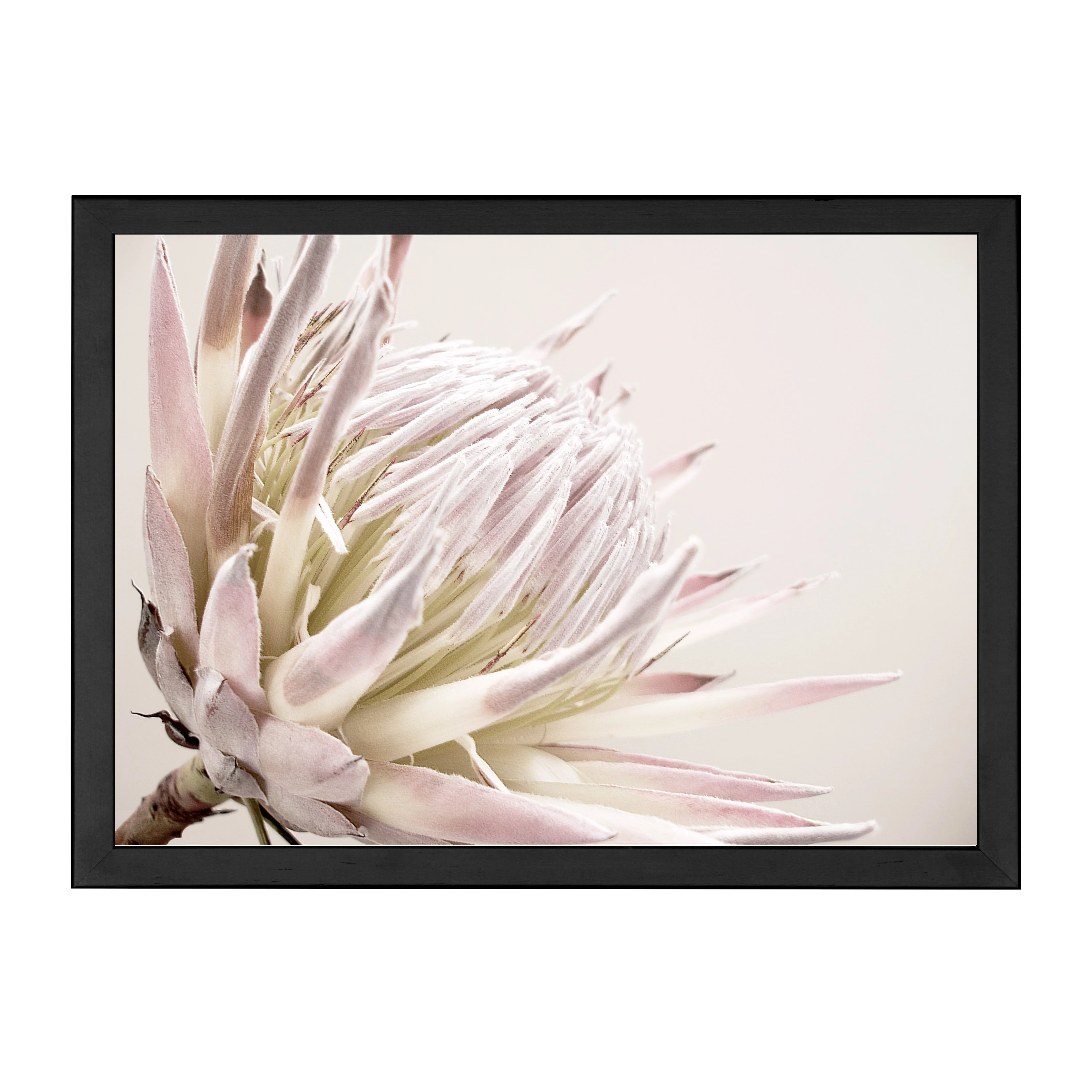 ISLA PROTEA PRINT - Image 10