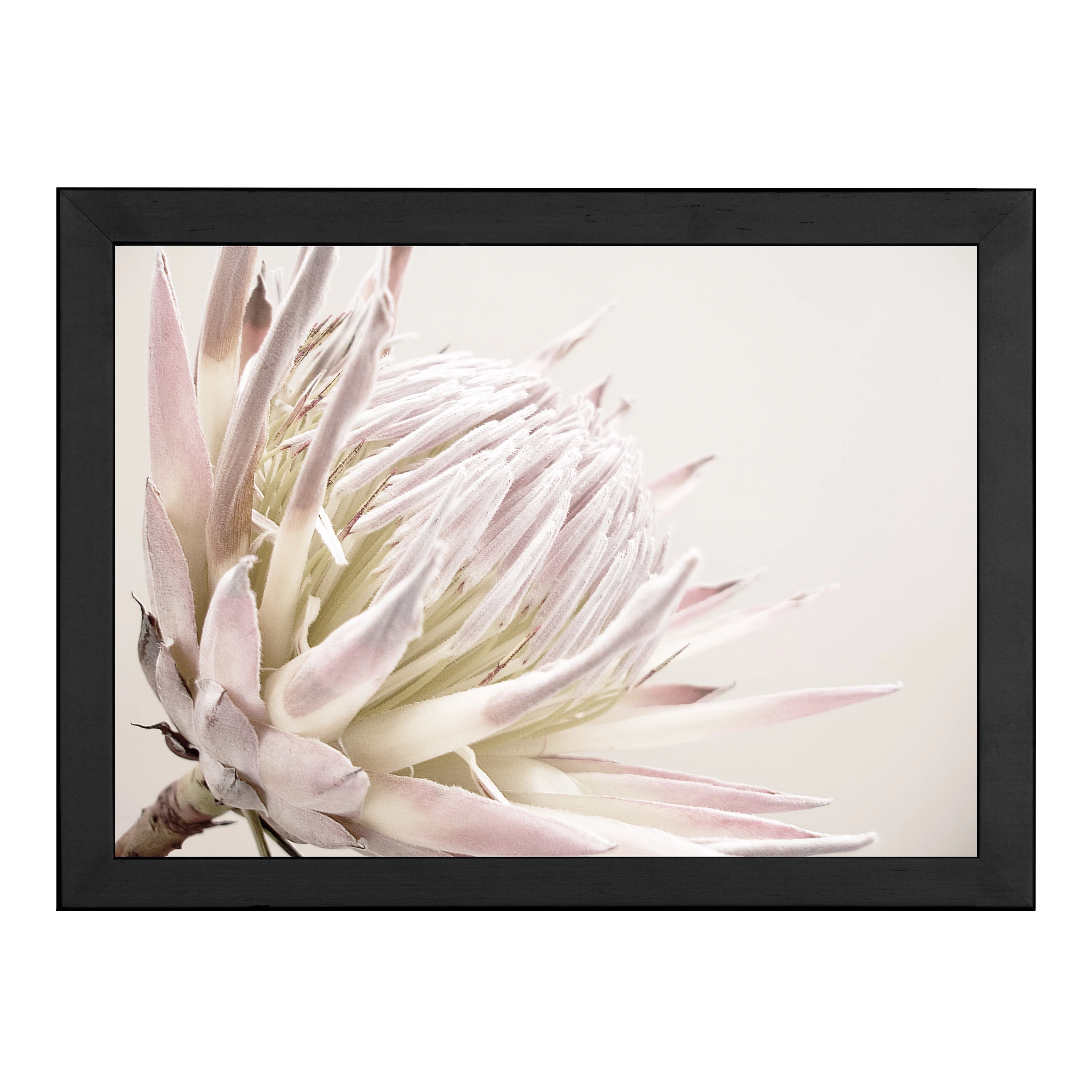 ISLA PROTEA PRINT - Image 11