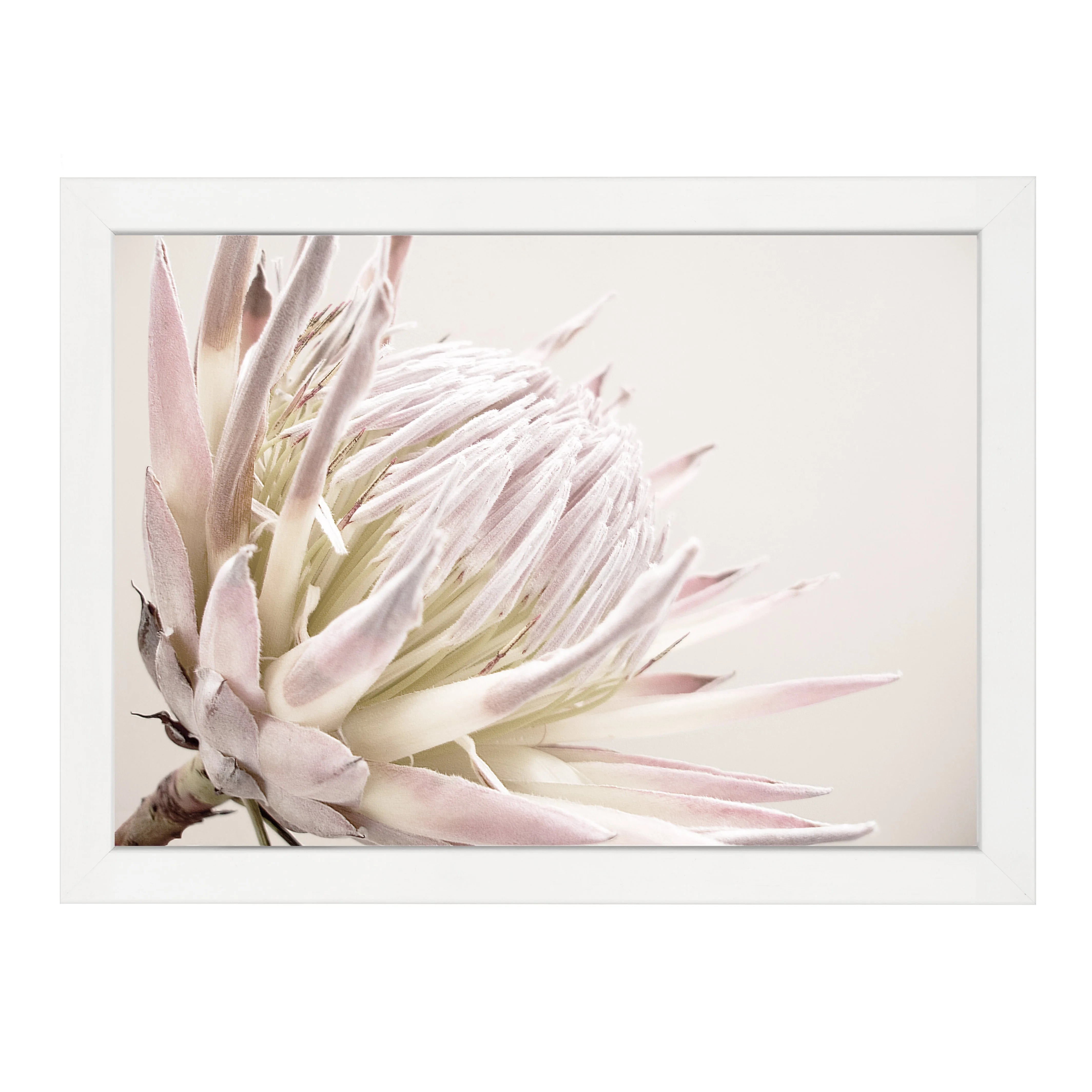ISLA PROTEA PRINT - Image 12