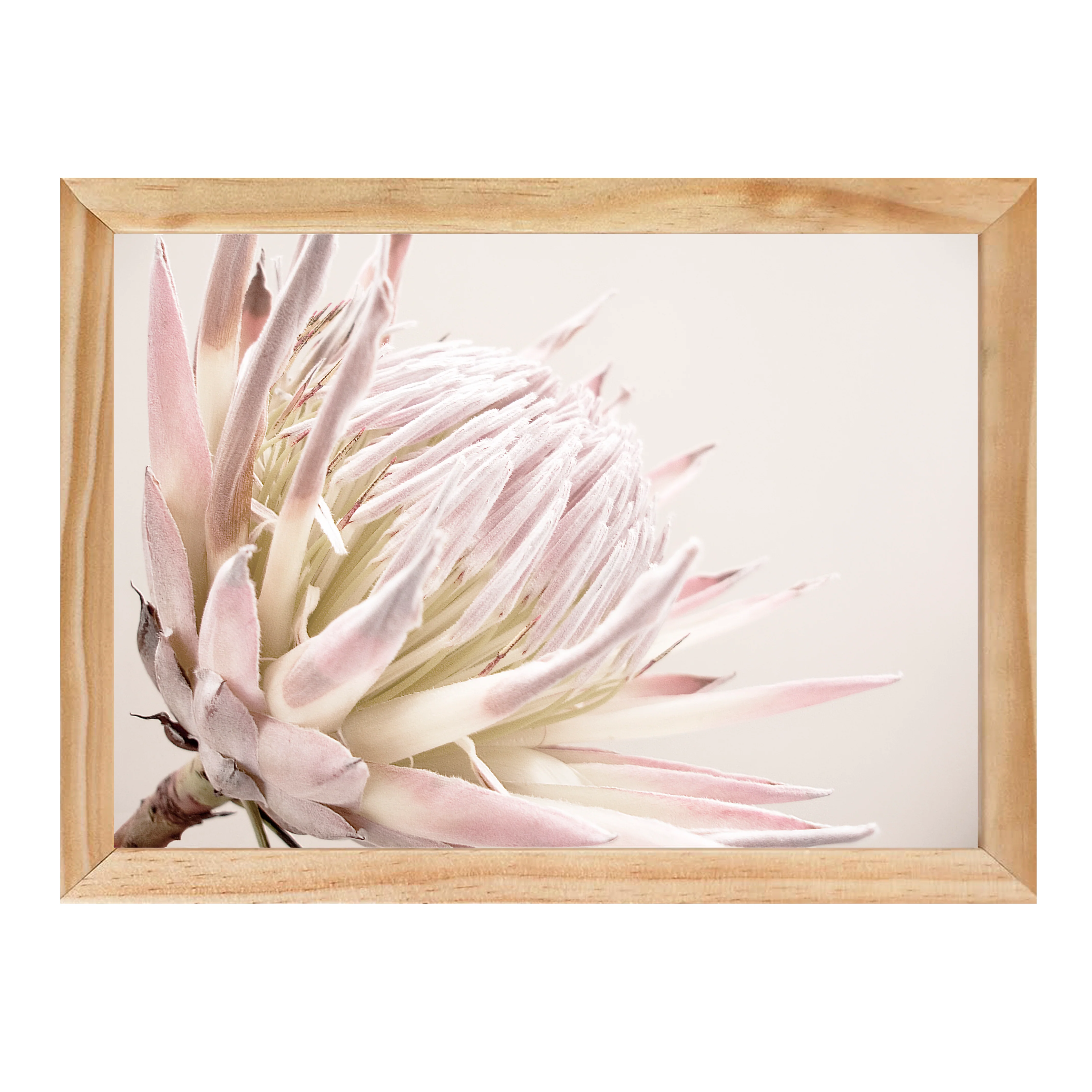 ISLA PROTEA PRINT - Image 13