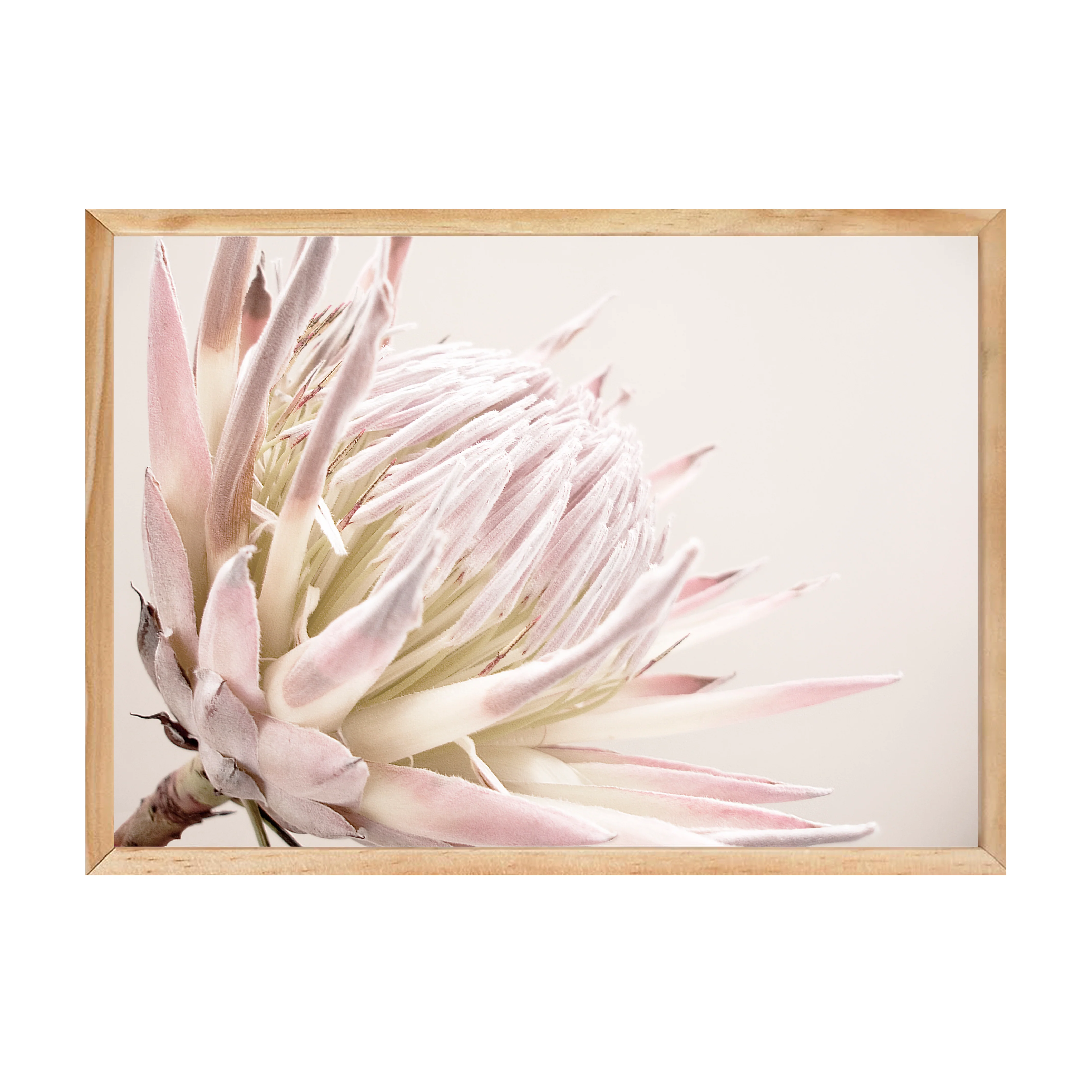 ISLA PROTEA PRINT - Image 15