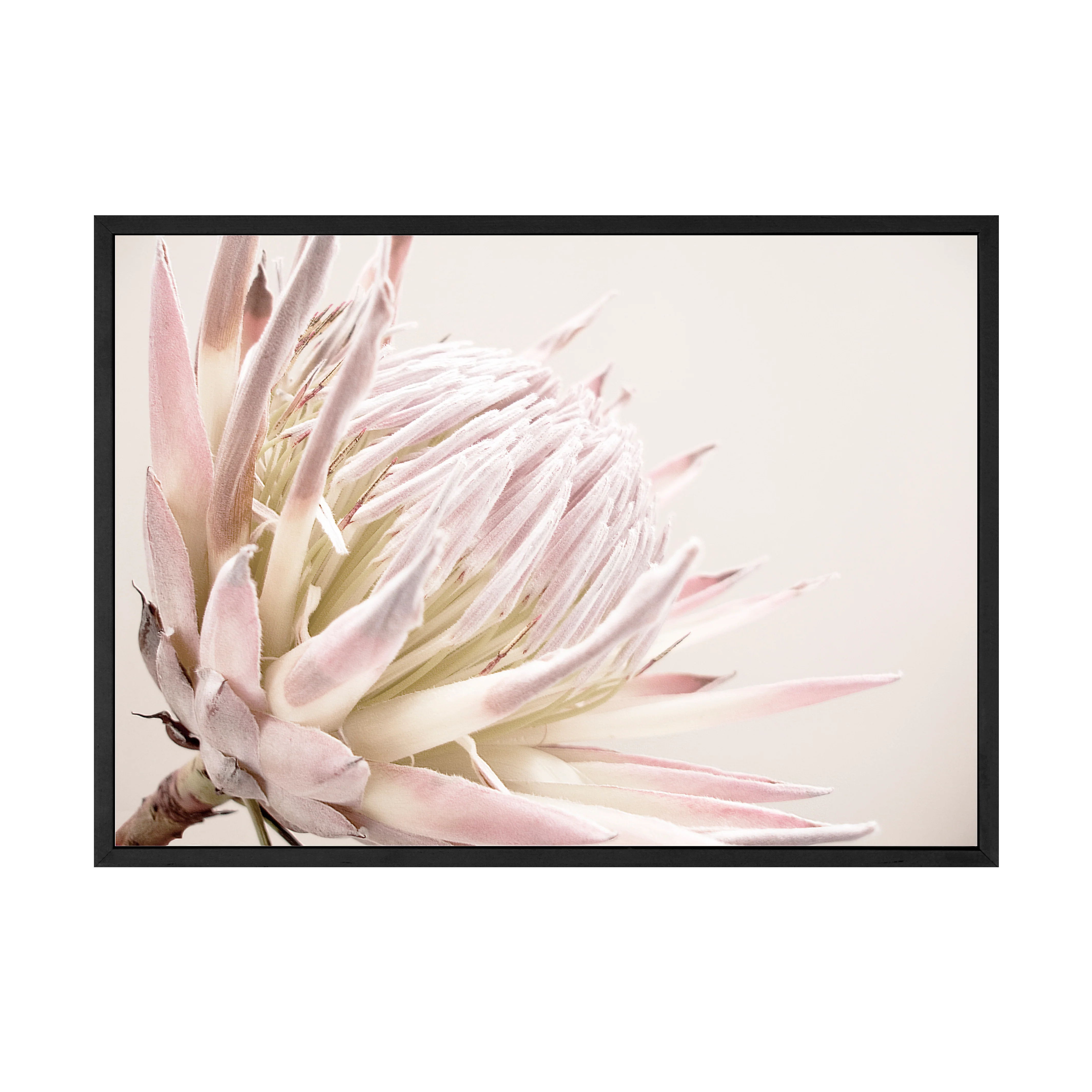 ISLA PROTEA PRINT - Image 5