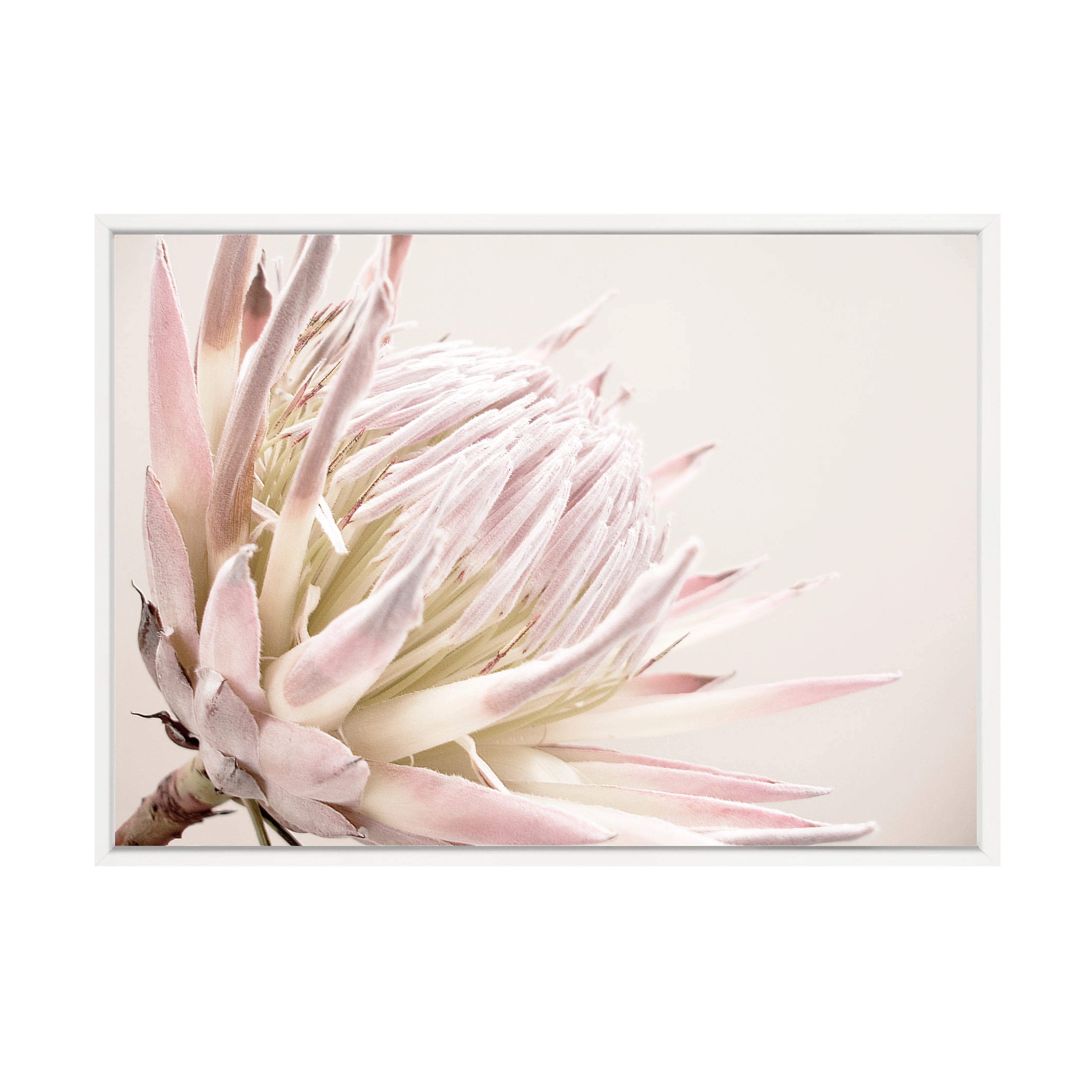ISLA PROTEA PRINT - Image 6