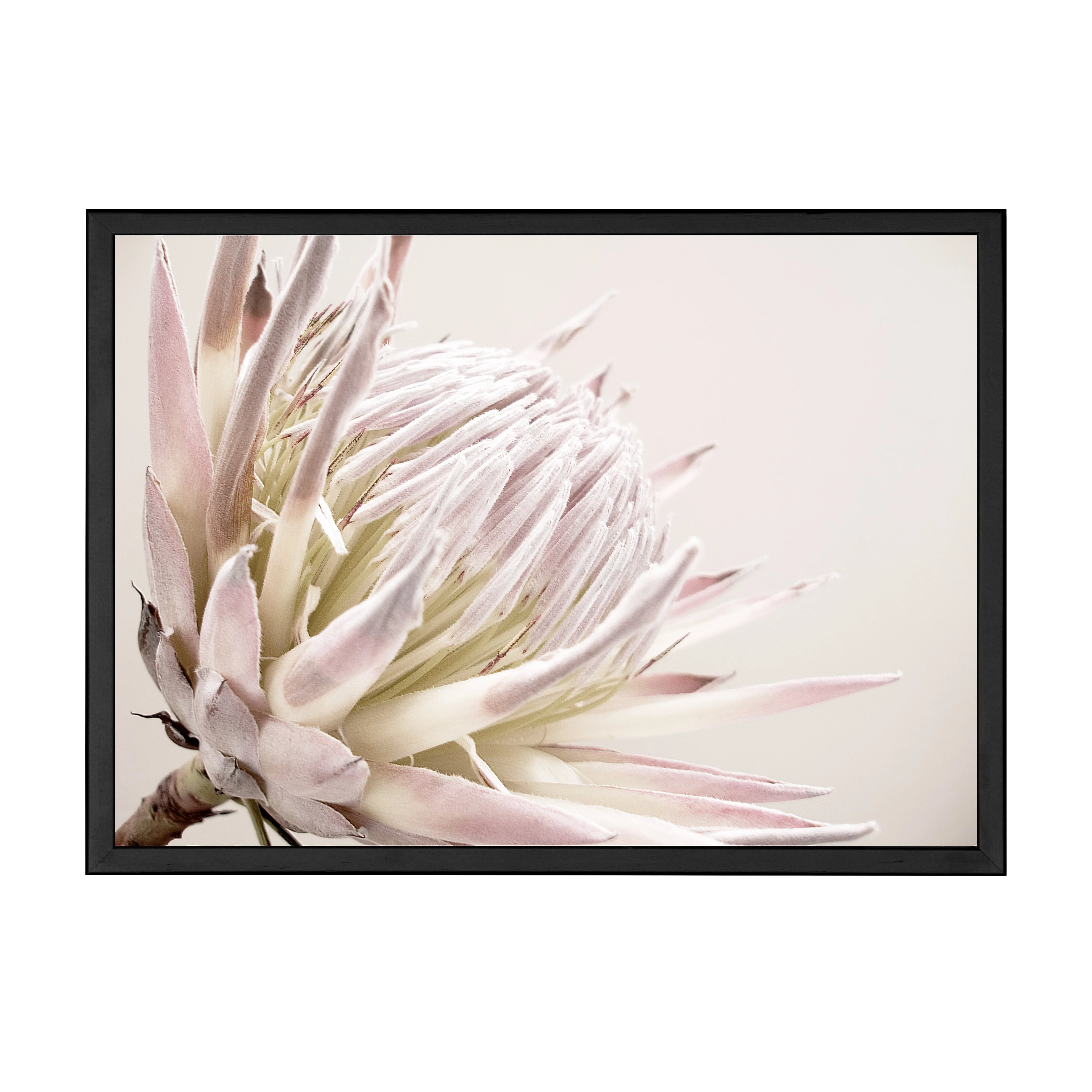 ISLA PROTEA PRINT - Image 8