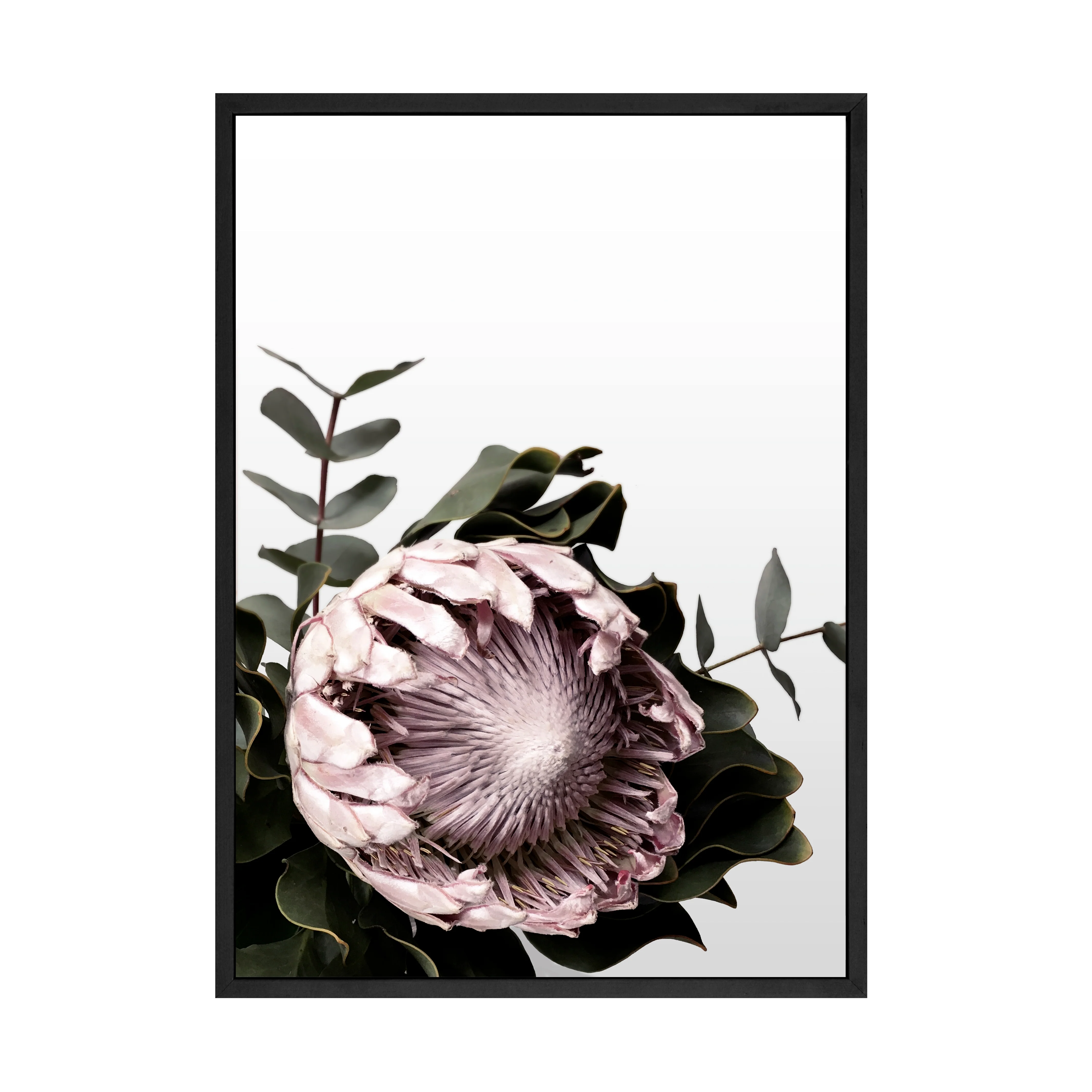 PROTEA PRINT - Image 3