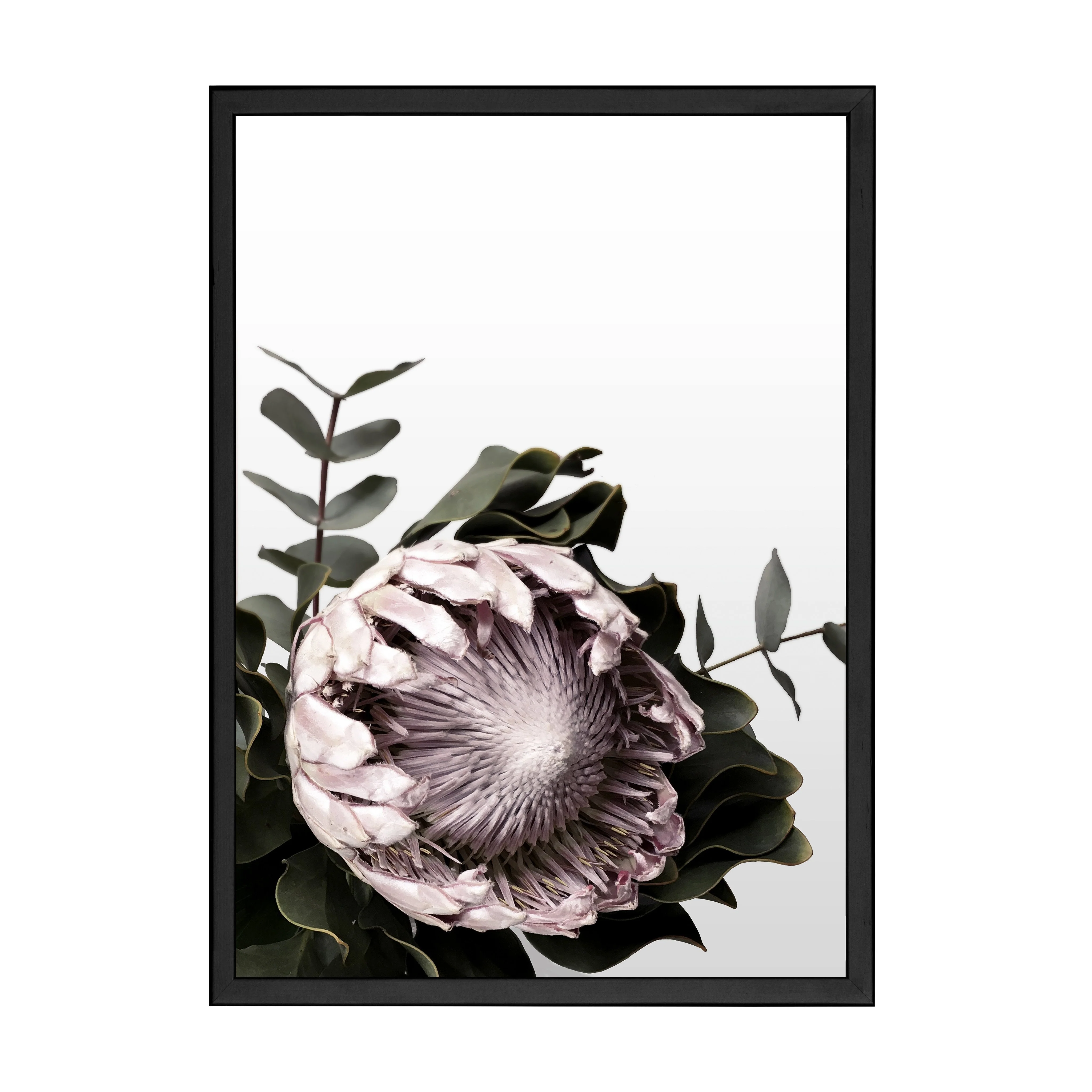 PROTEA PRINT - Image 4