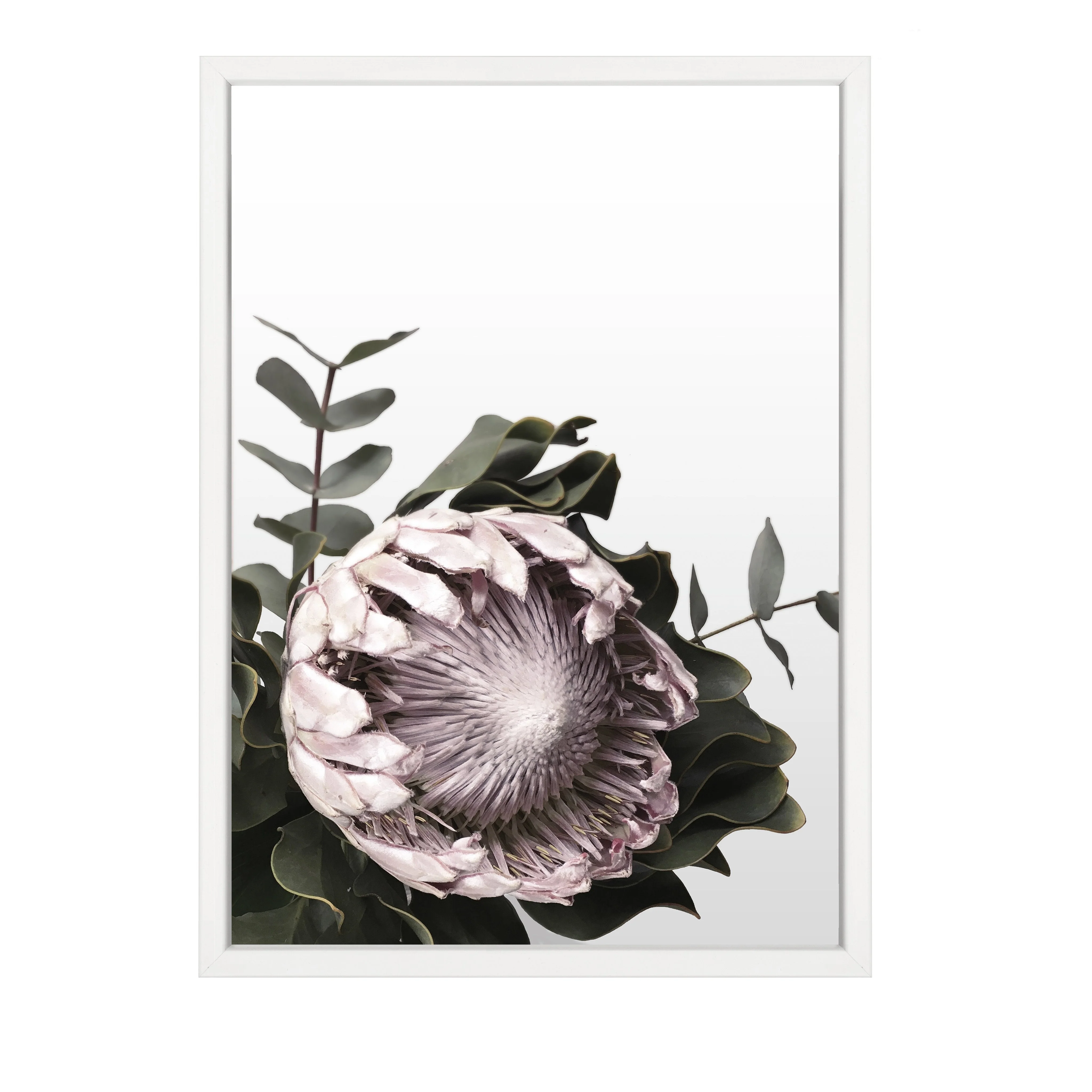 PROTEA PRINT - Image 5