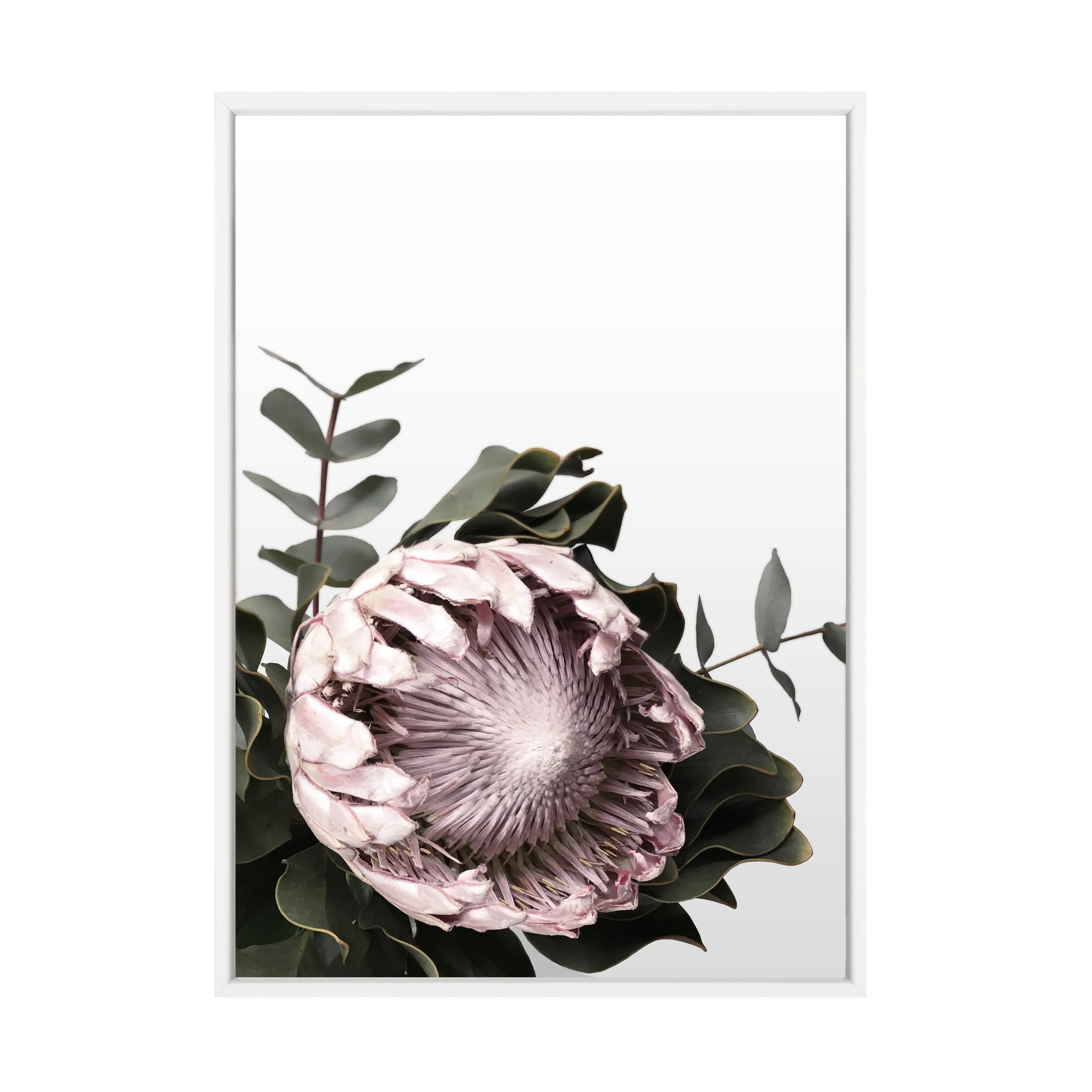 PROTEA PRINT - Image 9